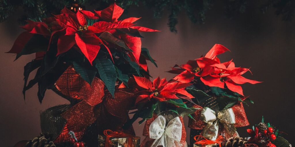 Poinsettia plants with bright red leaves and decorative ribbons and bows.
