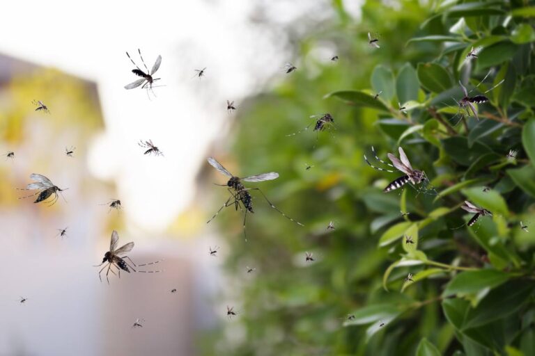 A swarm of mosquitoes flying near green shrubbery.
